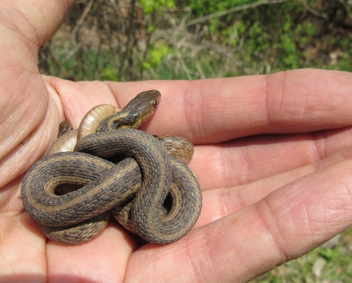 Garter Snake DeKay's Brown Snake